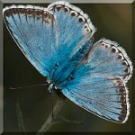 Blues - Lycaenidae