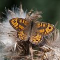 Wall Brown Butterfly - Male - Wiverton Down