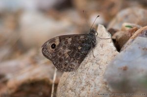 Wall Brown Butterfly Eye-Spots on Under-Wings