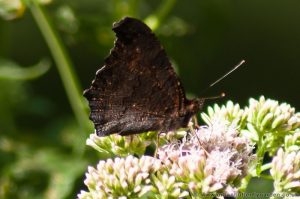 Peacock Butterfly nectaring on Hemp Agrimony in woodland showing under-wings