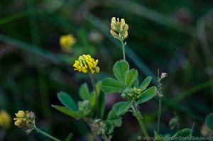 Black Medic (Medicago lupulina) Wildflower with small yellow flowers