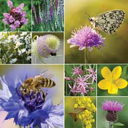 Wildflower Collection - Hardy Perennials