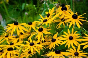 Coneflower, Rudbeckia, Black-eyed Susan, Urban Butterfly Garden