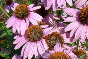 Coneflowers-Echinacea garden flowers butterflies bees pollinating insects