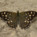 Speckled Wood Butterfly (Pararge aegeria) male resting on ground in sunshine