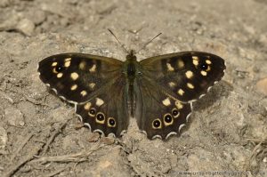 Speckled Wood Butterfly (Pararge aegeria) male resting on ground in sunshine