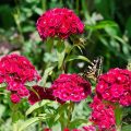 Sweet William and Swallowtail Butterfly