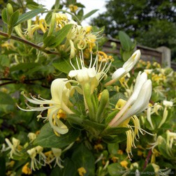 Lonicera periclymenum, Common Honeysuckle, Woodbine yellow trumpet flowers