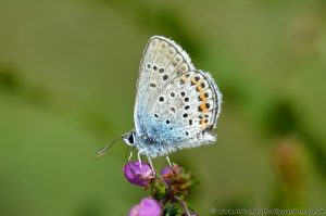 Male Silver-studded Blue (Plebejus argus) seen mid June on Bell Heather