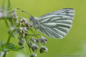 Green veined White Butterfly (Pieris napi) male on Wildflower
