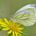 Green-veined White Butterfly (Pieris napi) - Female on yellow Ragwort Flower