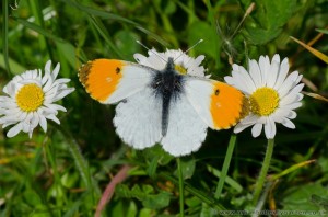 Orange-tip Butterfly (Anthocharis cardamines) on common daises