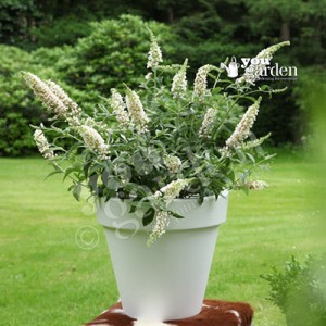 Dwarf white buddleia in pots, for small gardens