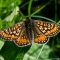Marsh Fritillary Butterfly at Chambers Farm Wood