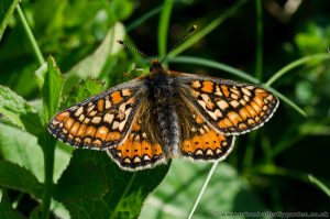 Marsh Fritillary Butterfly at Chambers Farm Wood