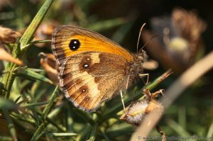 Gatekeeper Butterfly on Gorse Bush, Kelling Heath