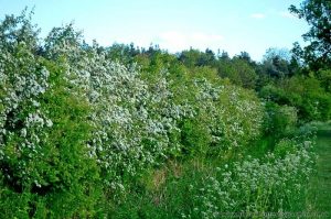 Hawthorn (Crategus monogyna) bushes flowering in a Native Hedgerow
