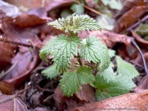 Small Stinging Nettle Plants growing through Garden leaves