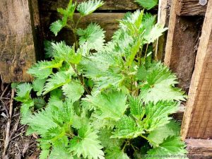 Small Patch of Stinging Nettles growing near Garden Compost Bin