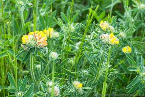 Kidney Vetch flowering in May