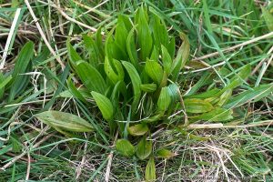 Narrow-leaf Plantain (Plantago lanceolata) growing in early Spring
