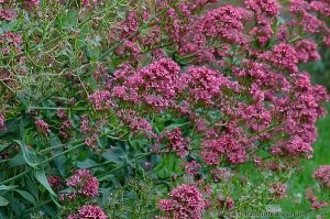 Red Valerian (centranthus ruber) nectar plants butterflies and bees
