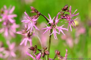 Ragged Robin pink flowers and buds in May
