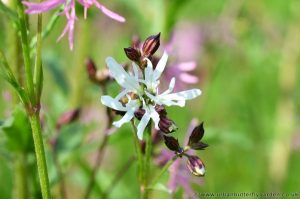 Ragged robin with white flowers