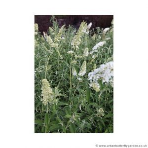 Buddleja davidii 'White Profusion' Buddleia with large flower spikes