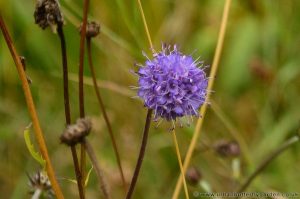 Devil’s-bit-Scabious, small blue pincushion flowers