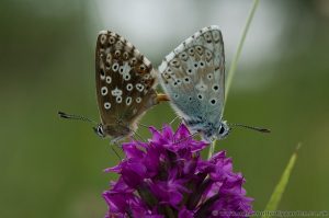 Paired Chalkhill Blues